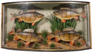 A W.F. Homer case of Four Perch mounted amongst naturalistic aquatic vegetation within a gilt line and bow front case, gilt inscribed "Perch, 3lbs 8ozs - 2lbs 14 &frac12;ozs - 2lbs 14 &frac14;ozs - 2lbs 8ozs, River Avon, Taken by C. Newman", green backboard painted ree