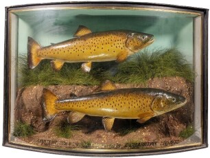 A fine pair of J. Cooper & Sons river Avon Brown Trout by W.B. Griggs, mounted in naturalistic riverbed/bank setting within a gilt lined and bow fronted case, gilt inscribed "Avon Trout, 3lbs & 2 &frac34;lbs, Taken on fly by E.F. Harrison, May 1933", graduated g