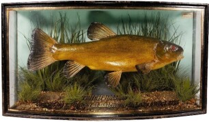 A J. Cooper & Sons Tench mounted by W.B. Griggs, set in naturalistic lakebed setting within a gilt lined and bow fronted case, gilt inscribed "Tench 1lb 13ozs., Caught by E. Phipps at Batchworth Lake, 6th Oct. 1935", graduated grey/green painted backboard