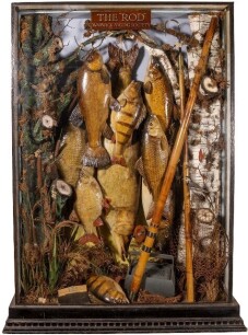 The exceptionally fine and rare 1883 International Fisheries Exhibition/Warwick Angling Society "The Rod" case, the large, floor standing, black painted rectangular case displaying nine various coarse and game fish including Pike, Barbel, Perch, Brown Tro