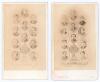 Rugby School cricket team 1868 & 1869. Two small carte de visite photographs of the Rugby cricket XI or a House XI of 1868 and 1869. The cards produced by J. Edmonds of High Street, Rugby with printed details to front and rear of the carte de visite for 1