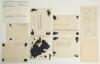 South Africa tours to England 1924 and 1929. A selection of seven original mono press photographs and two scorecards from South Africa tours of the 1920s. The photographs, all from the 1929 tour feature Sir Francis Lacey, former Secretary of the M.C.C. in - 2